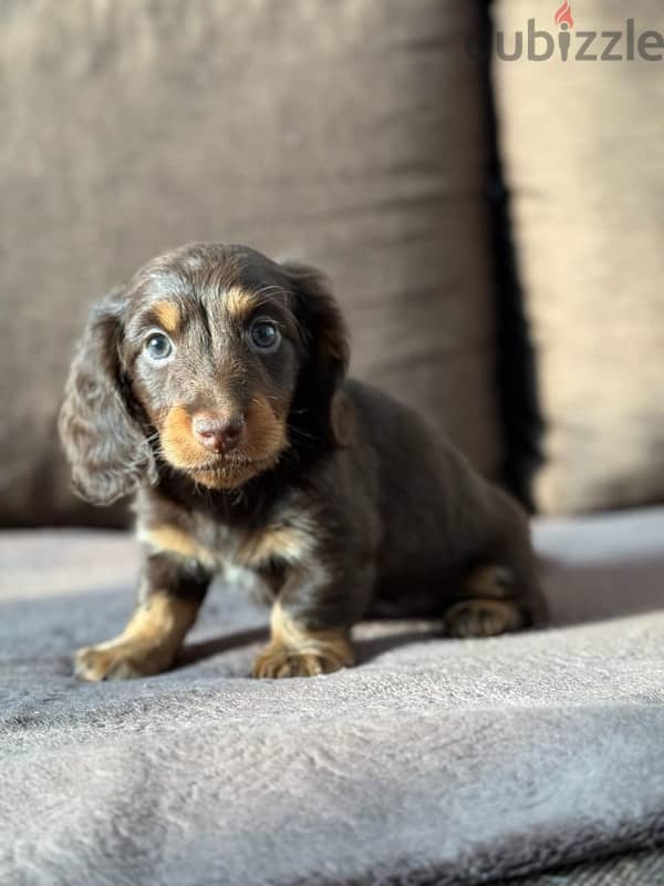 Rabbit longhaired dachshund boys from Russia 7