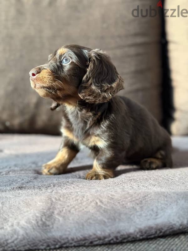 Rabbit longhaired dachshund boys from Russia 8