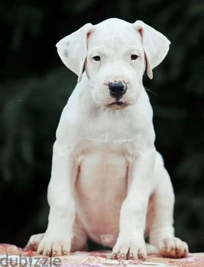 Dogo Argentino puppy boy from Russia