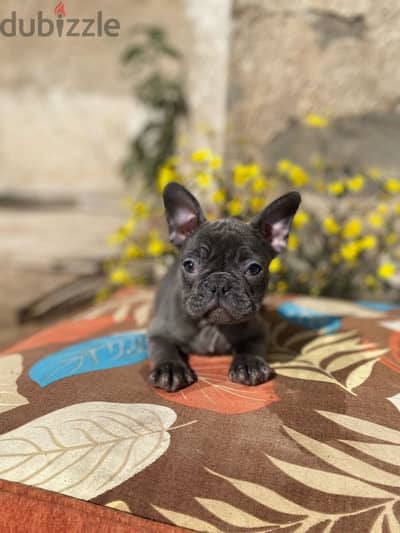 فرنش بولدوج  french bulldog