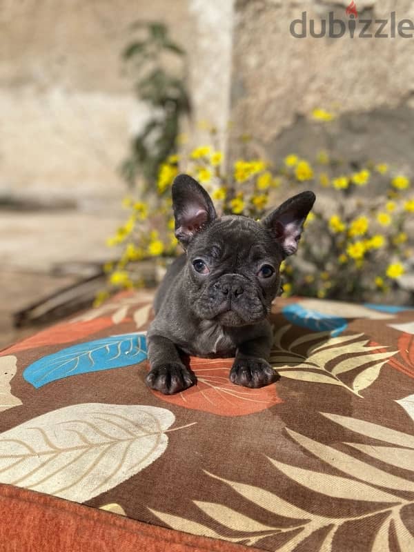 فرنش بولدوج  french bulldog 1