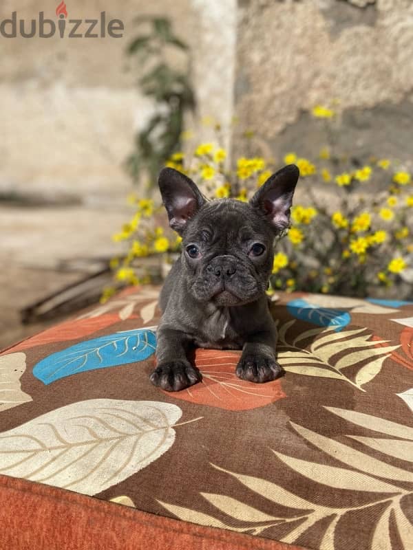 فرنش بولدوج  french bulldog 2