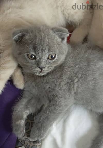 Scottish fold male 2 months cute