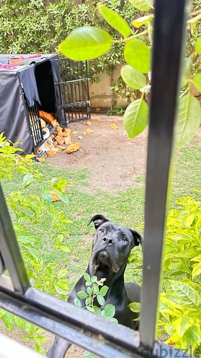 cane corso