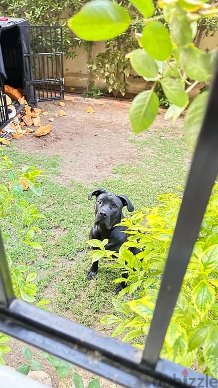 cane corso 1