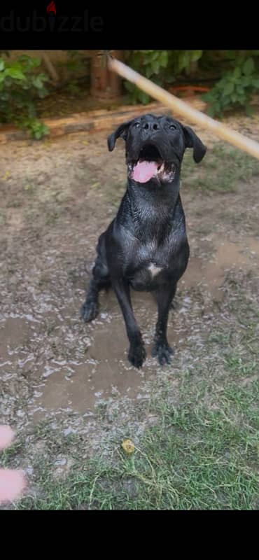 cane corso 3