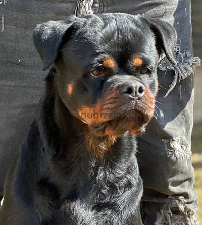 rottweiler female Samson's daughter  اقوي خطوت الدم ف عالم روت