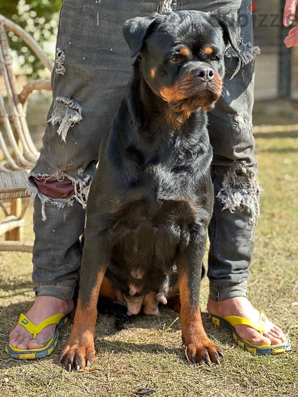 rottweiler female Samson's daughter  اقوي خطوت الدم ف عالم روت 2