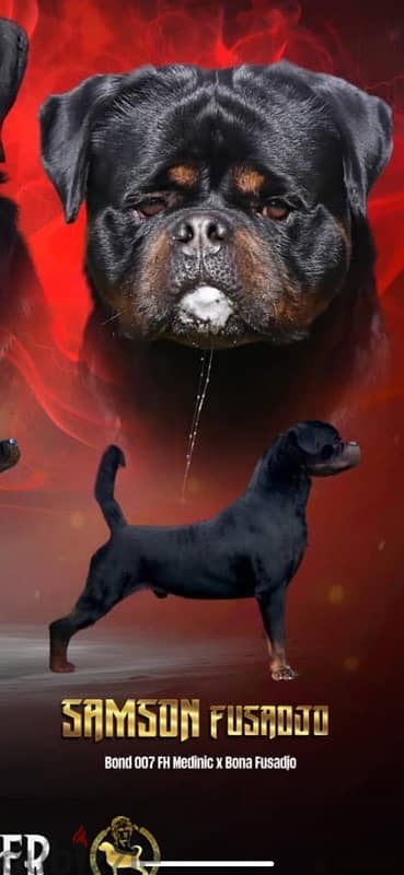 rottweiler female Samson's daughter  اقوي خطوت الدم ف عالم روت 5