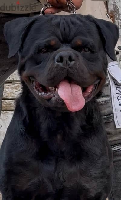 rottweiler male دكر روت سنه ونص مستوى  عالي جدا