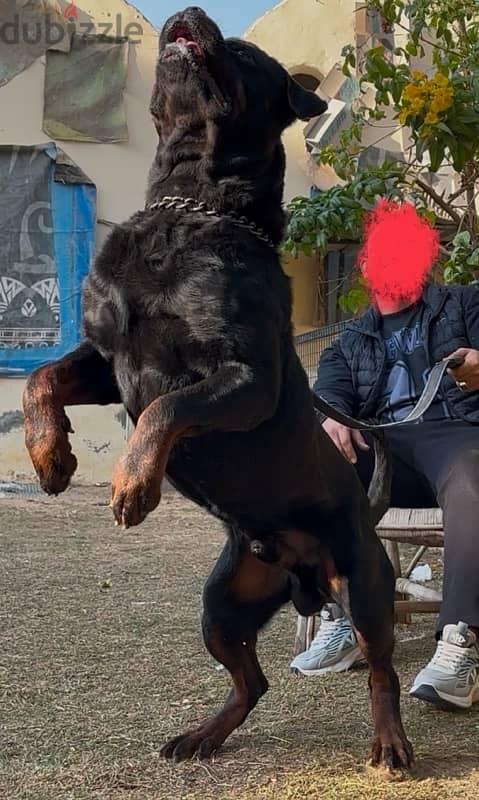 rottweiler male دكر روت سنه ونص مستوى  عالي جدا 2