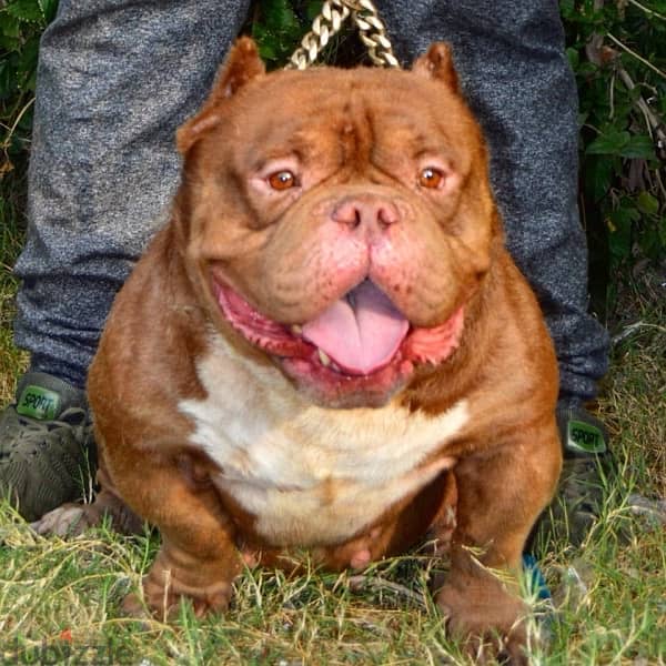 American  Bully female اقوي نتايه بولي ف مصر 4