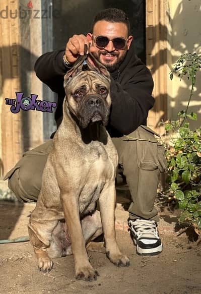 cane corso female نتايه كين كورسو تقليب عالي