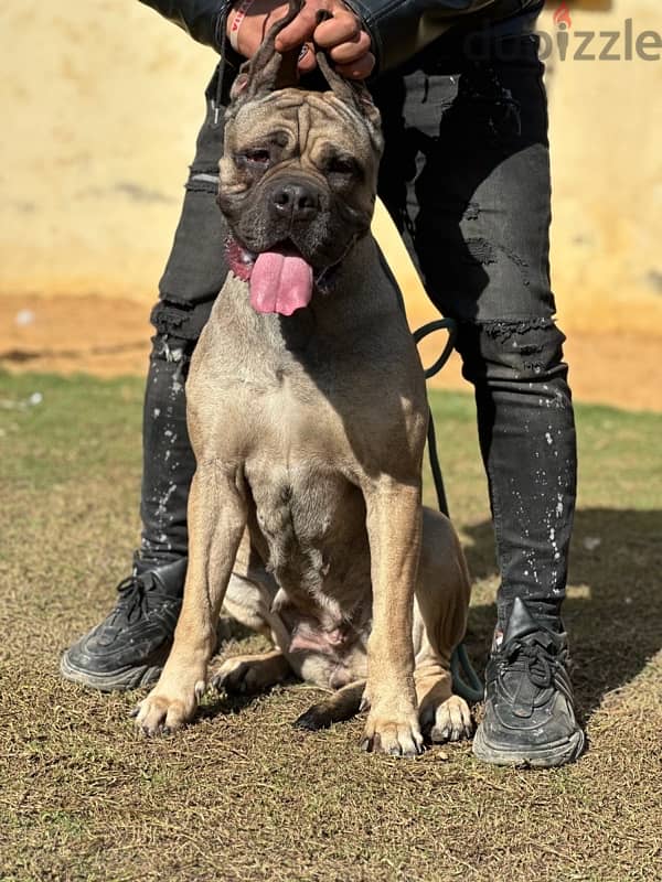 cane corso female نتايه كين كورسو تقليب عالي 1