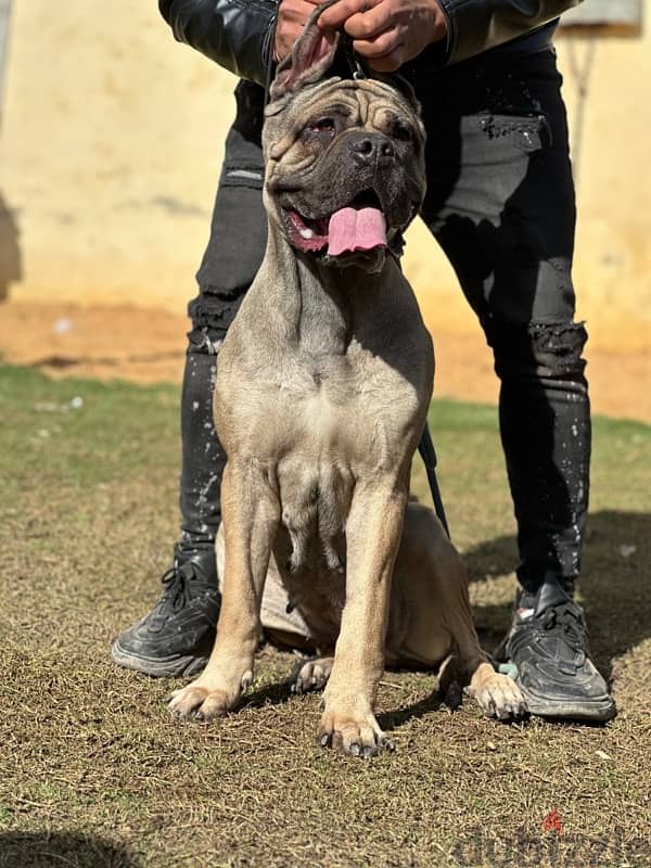 cane corso female نتايه كين كورسو تقليب عالي 2