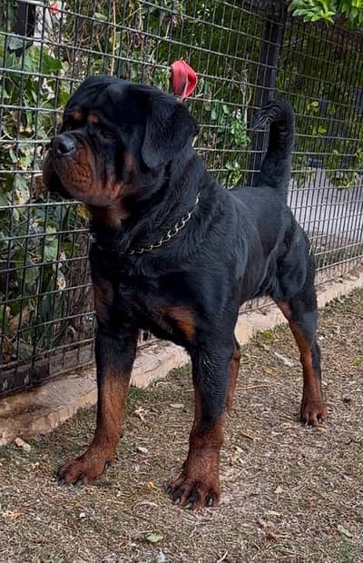 دكر روت سنه تقليب عالي rottweiler male