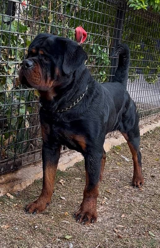 دكر روت سنه تقليب عالي rottweiler male 0