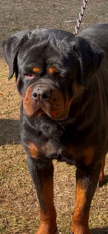 دكر روت سنه تقليب عالي rottweiler male 1