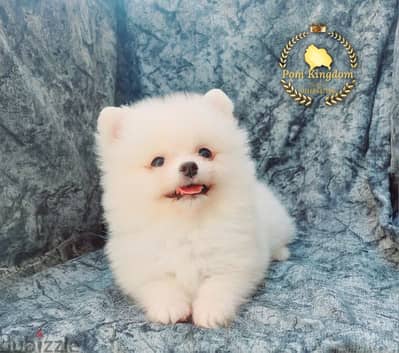 teacup pomeranian  -  بومرينيان