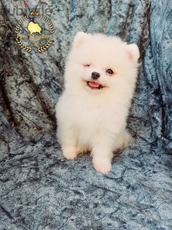 teacup pomeranian  -  بومرينيان 1