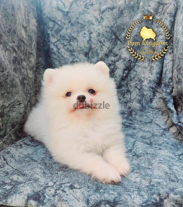 teacup pomeranian  -  بومرينيان 2