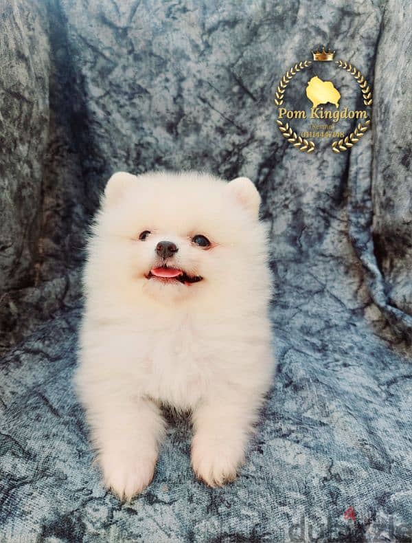 teacup pomeranian  -  بومرينيان 3