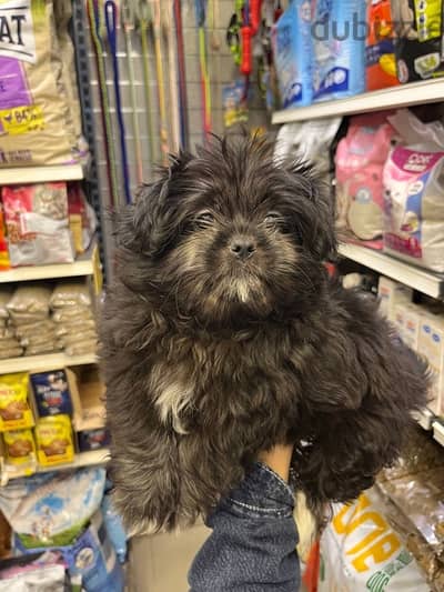 mini havanese puppy 75 femal (ميني هافنيز بابي75  يوم )