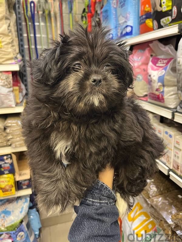 mini havanese puppy 75 femal (ميني هافنيز بابي75  يوم ) 1