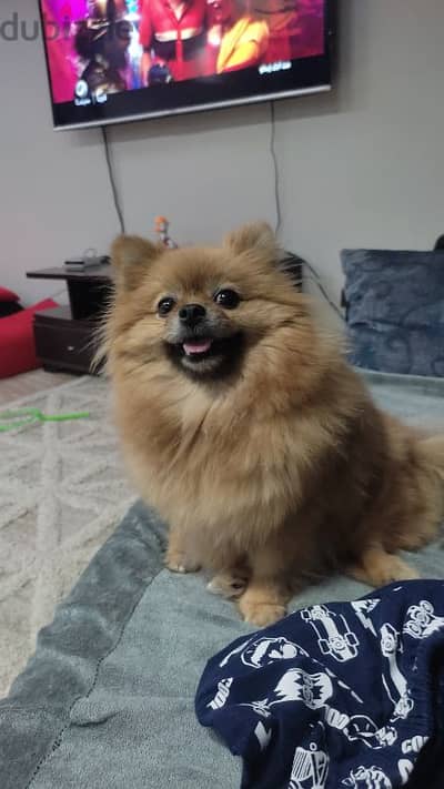 Pomeranian female انثى بومرينيان