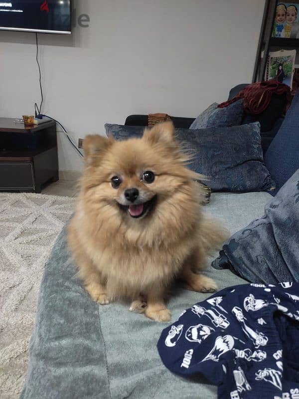 Pomeranian female انثى بومرينيان 1