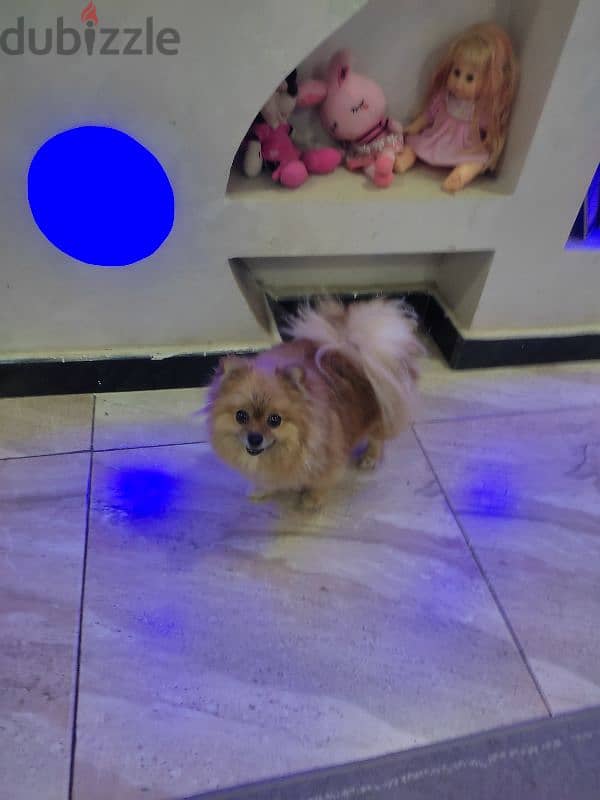 Pomeranian female انثى بومرينيان 2