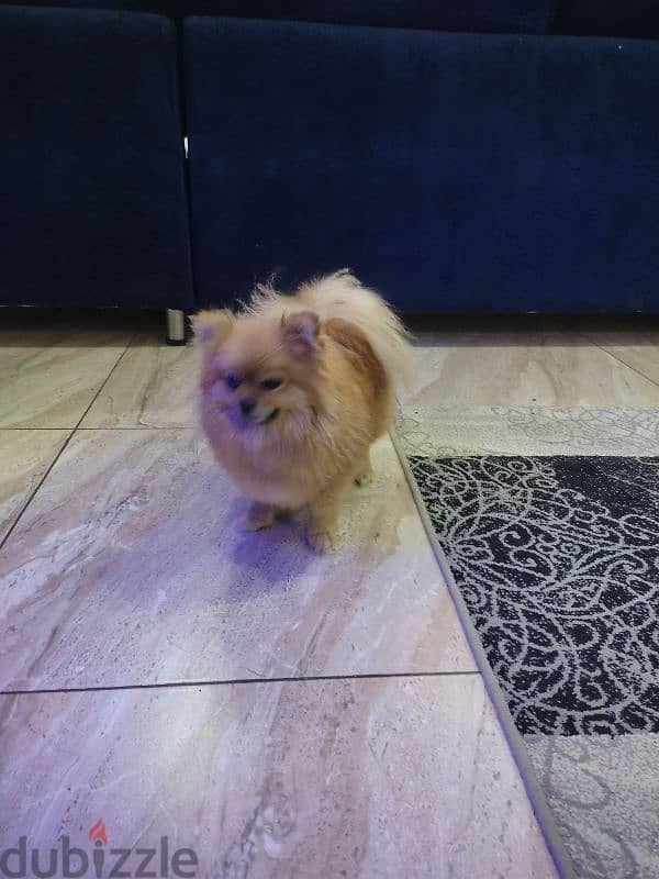 Pomeranian female انثى بومرينيان 3