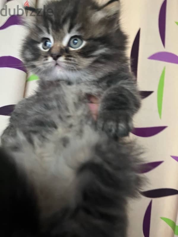 50 days old kitten for sale 0