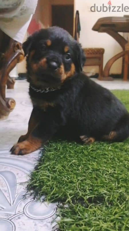 جراوي روت وايلر الماني Rottweiler male & female 1