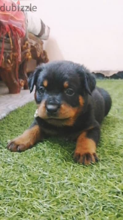 جراوي روت وايلر الماني Rottweiler male & female