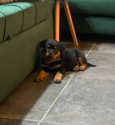 Rottweiler Female -   كلب أنثى روت وايلر