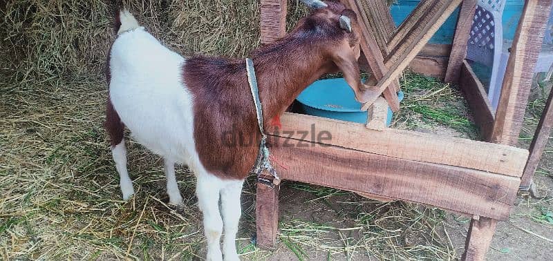 جديين ماعز بور جيل رابع 2