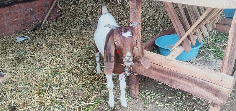 جديين ماعز بور جيل رابع 5