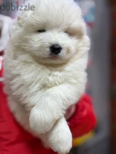 Samoyed