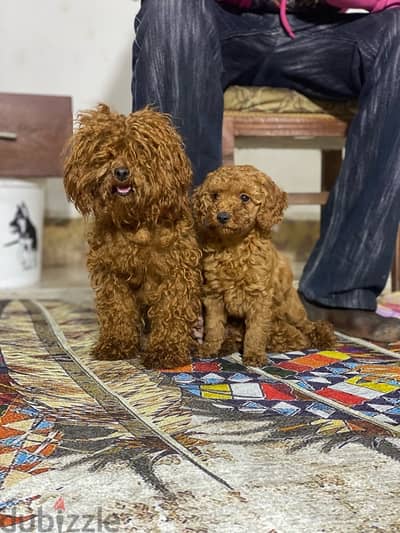 toy poodle puppies بودل