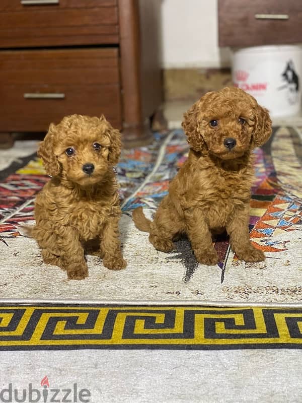 toy poodle puppies بودل 1