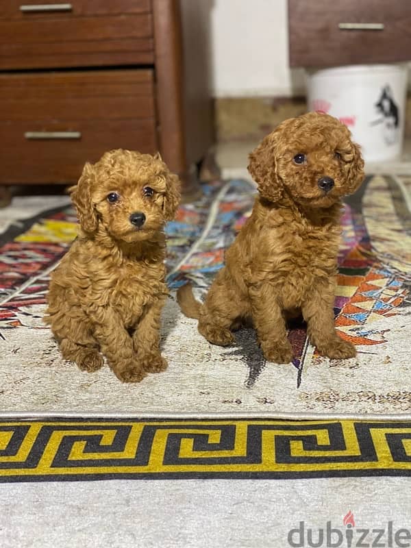 toy poodle puppies بودل 2