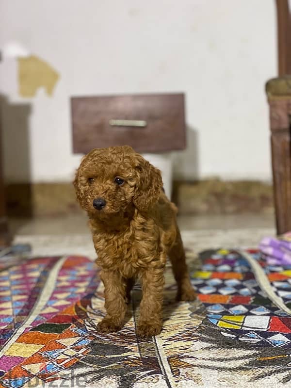 toy poodle puppies بودل 3