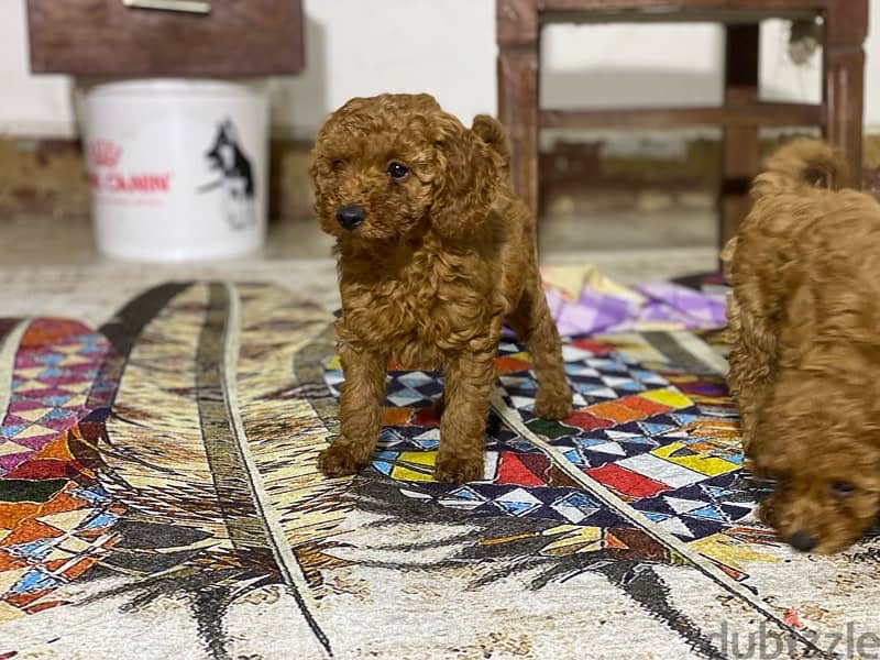 toy poodle puppies بودل 4