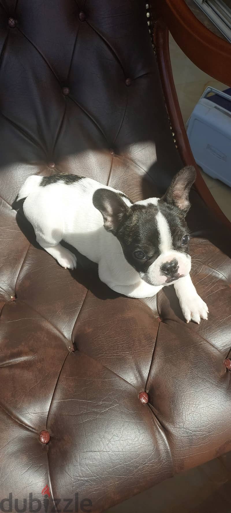 جرو فرنش بولدوغ أصيل – Purebred French Bulldog Puppy 2