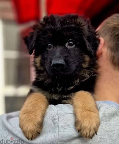 German shepherd puppy boy from Russia