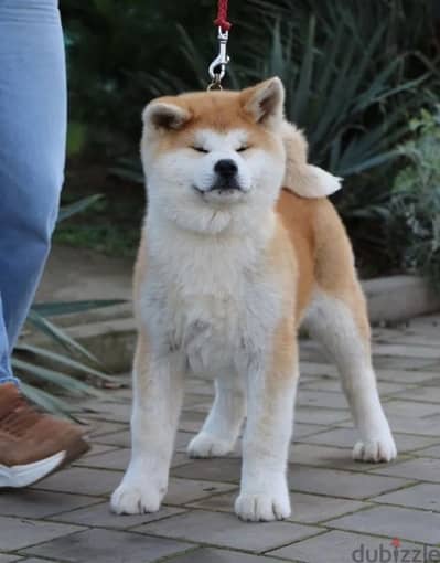 Akita inu puppy boy from Russia