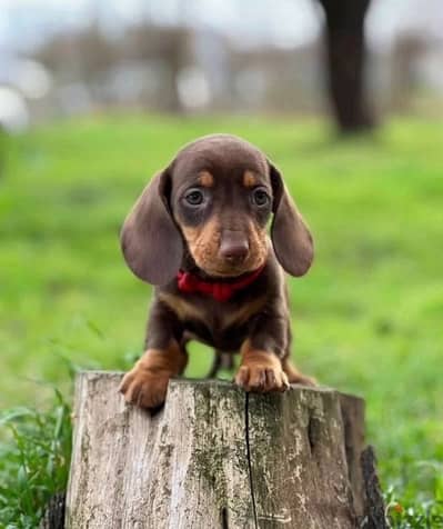 Rabbit dachshund puppy boy from Russia