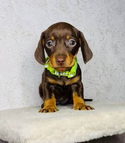 Rabbit Dachshund puppy female from Russia