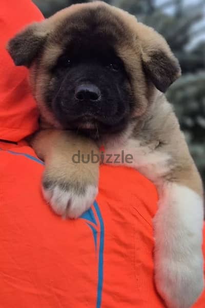 American Akita gorgeous boy from Russia